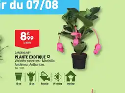 ALDI PLANTE EXOTIQUE offre