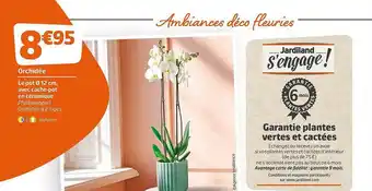 Jardiland Orchidée offre