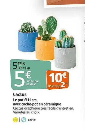 Jardiland Cactus offre