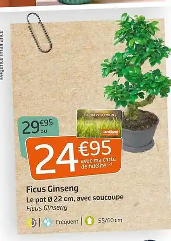 Ficus Ginseng