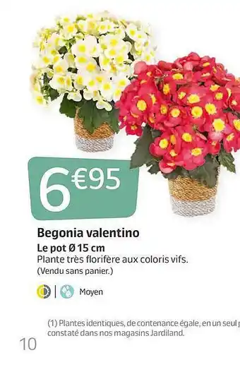 Begonia Valentino