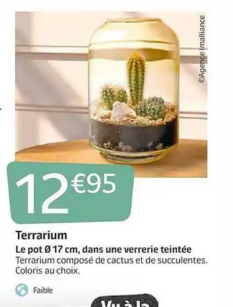Jardiland Terrarium : Le Pot 17 Cm Dans Une Verrerie Teintée offre