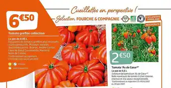 Jardiland Tomate Greffée Collection, Tomate offre