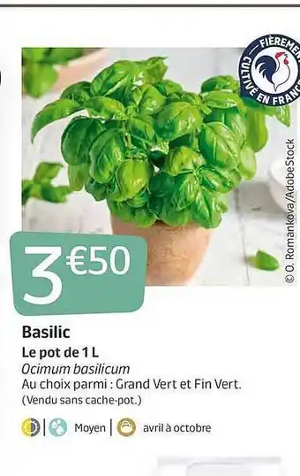 Basilic