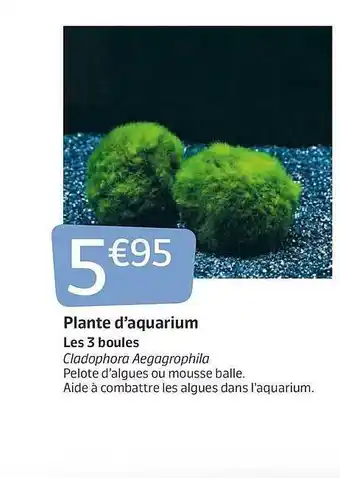 Jardiland Plante D'aquarium offre