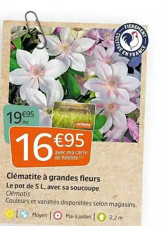 Jardiland Clématite à Grandes Fleurs offre