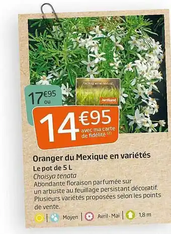 Jardiland Oranger Du Mexique En Variétés offre