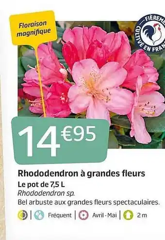 Jardiland Rhododendron à Grandes Fleurs offre