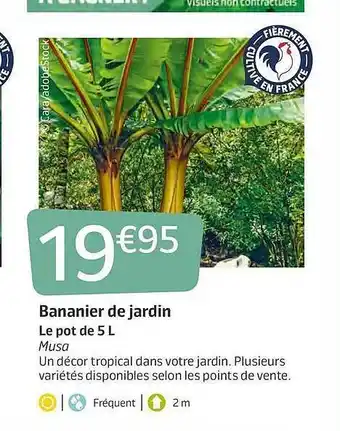 Bananier De Jardin