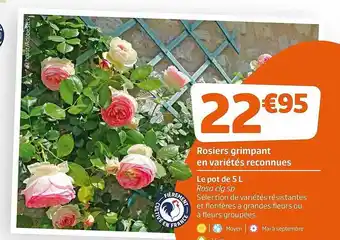 Jardiland Rosiers Grimpant En Variétés Reconnues offre
