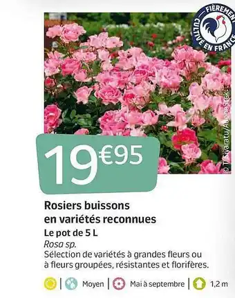 Rosiers Buisson En Variétés Reconnues