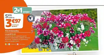 Jardiland Trio D'annuelles offre