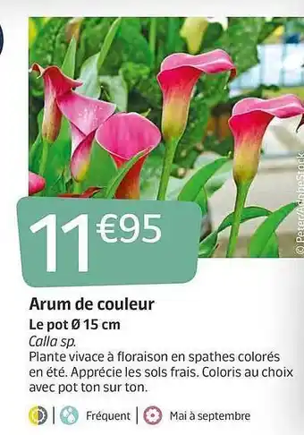 Arum De Couleur