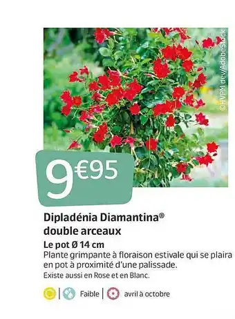 Jardiland Dipladénia Diamantina Double Arceaux offre