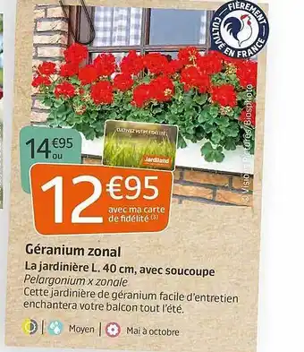 Jardiland Géranium Zonal offre