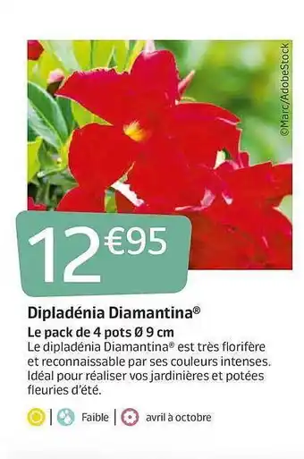 Jardiland Dipladénia Diamantina offre