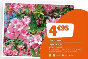 Jardiland Laurier Rose offre