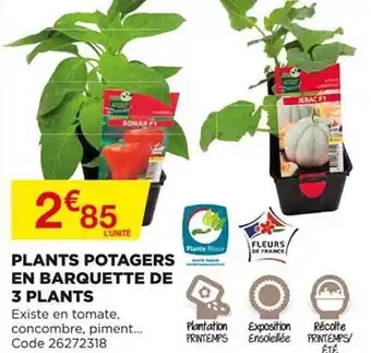 Bricomarché Plants Potagers En Barquette De 3 Plants offre