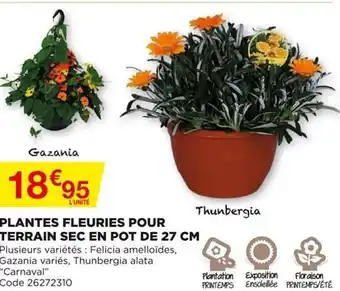 Bricomarché Plantes Fleuries Pour Terrain Sec En Pot De 27 Cm offre