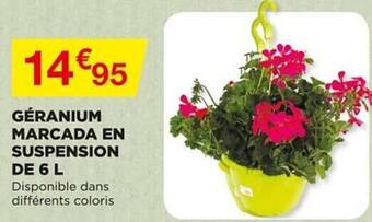 Bricomarché Géranium Marcada En Suspension De 6 L offre