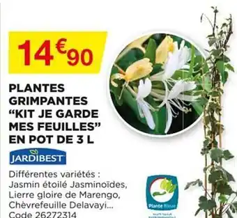 Bricomarché Plantes Grimpantes offre