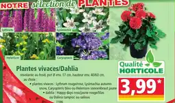 Norma Plantes vivaces/Dahlia offre