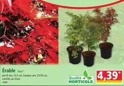 Norma Érable "Acer" offre