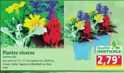 Norma Plantes vivaces offre