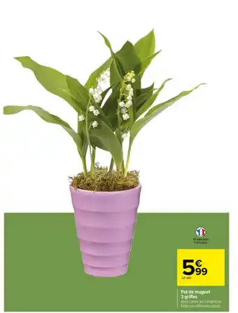Carrefour Pot De Muguet 3 Griffes offre