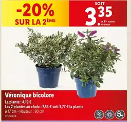 Lidl Véronique bicolore offre