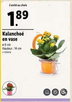 Lidl Kalanchoé en vase offre