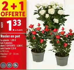 Lidl Rosier en pot offre