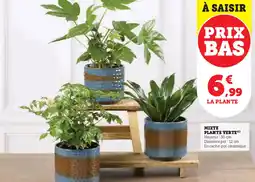 Hyper U MIXTE PLANTE VERTE (C) offre