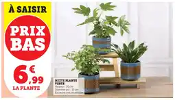 Super U MIXTE PLANTE VERTE offre