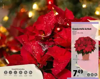 Lidl Grande étoile de noël offre