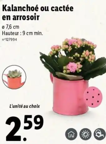 Lidl Kalanchoé ou cactée en arrosoir offre