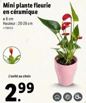 Lidl Mini plante fleurie en céramique offre