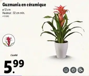 Lidl Guzmania en céramique offre
