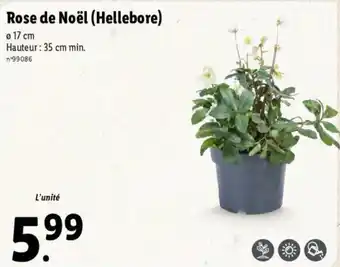 Rose de noël (hellebore)