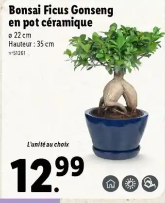 Lidl Bonsai ficus gonseng en pot céramique offre
