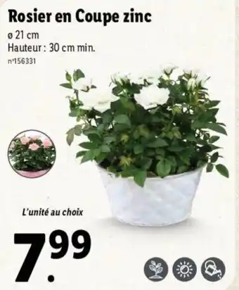 Lidl Rosier en coupe zinc offre