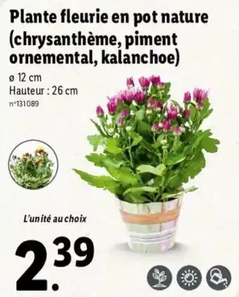 Lidl Plante fleurie en pot nature (chrysanthème, piment ornemental, kalanchoe) offre