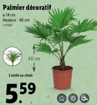 Lidl Palmier décoratif offre