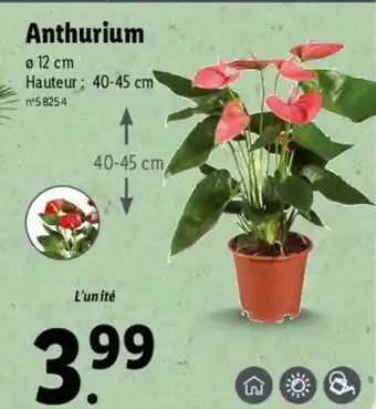 Lidl Anthurium offre