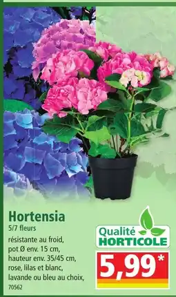 Norma Hortensia offre