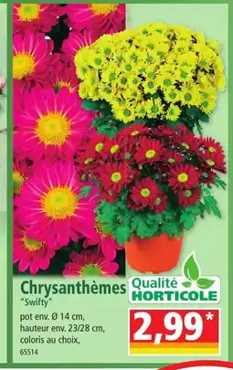 Norma Chrysanthèmes offre