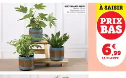 Super U MIXTE PLANTE VERTE offre