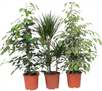Carrefour Plantes vertes offre
