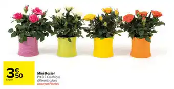 Carrefour Market Mini rosier offre