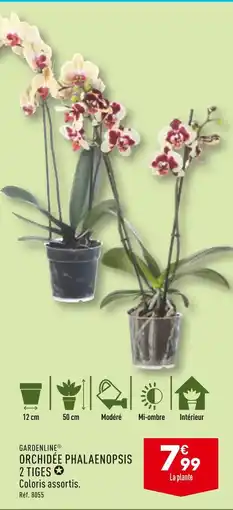 ALDI GARDENLINE ORCHIDÉE PHALAENOPSIS 2 TIGES offre